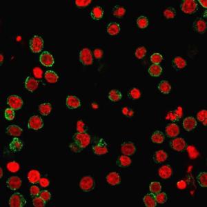 Immunofluorescent analysis of PFA fixed Jurkat cells stained with Anti-CD31 Antibody [SPM532] followed by Goat Anti-Mouse IgG (CF&#174; 488) (Green). The nuclear counterstain is NucSpot (Red)