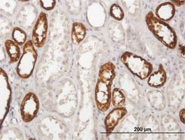 Anti-UMOD Mouse Polyclonal Antibody