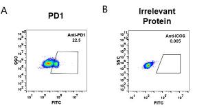 HEK293 cell line transfected with irrelevant protein (B) and human PD1 (A) were surface stained with Anti-PD1 Humanized Antibody [Pembrolizumab Biosimilar] - Azide free (A318950) at 1 µg/ml followed by Anti-Human IgG Antibody (Alexa 488)