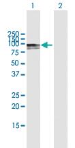 Anti-C2 Mouse Polyclonal Antibody