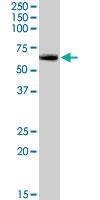 Anti-FOXO4 Goat Polyclonal Antibody