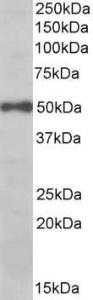 Antibody anti-EIF3E 100 µg