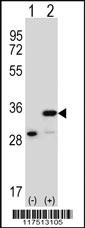 Anti-PHB Rabbit Polyclonal Antibody