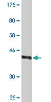 Anti-WWP1 Mouse Monoclonal Antibody [clone: 1A7]