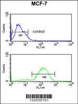 Anti-HSD11B2 Rabbit Polyclonal Antibody (PE (Phycoerythrin))