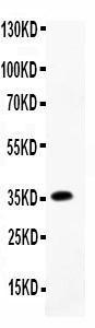 Anti-CCL7/MCP-3 Polyclonal Antibody