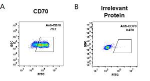 HEK293 cell line transfected with irrelevant protein (B) and human CD70 (A) were surface stained with Anti-CD70 Antibody [Vorsetuzumab Biosimilar] - Azide free (A318951) at 1 µg/ml followed by Anti-Human IgG Antibody (Alexa 488)