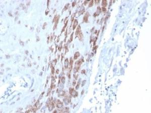 Immunohistochemical analysis of formalin-fixed, paraffin-embedded human placenta using Anti-IDO2 Antibody [IDO2/2639] at 2 µg/ml in PBS for 30 minutes at room temperature