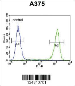 Anti-MYL9 Rabbit Polyclonal Antibody