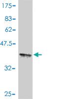 Anti-CARD11 Mouse Polyclonal Antibody