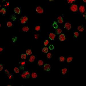 Immunofluorescent analysis of U937 cells stained with Anti-CD15 Antibody [FR4A5] followed by Goat Anti-Mouse IgG (CF&#174; 488) (Green). Nuclei are stained with RedDot.