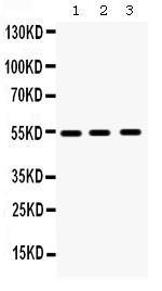 Anti-MMP10 Rabbit Polyclonal Antibody