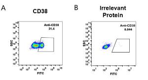 Anti-CD38 antibody