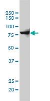 Anti-SH2D3C Mouse Monoclonal Antibody [clone: 3C5]