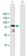 Anti-ECD Mouse Polyclonal Antibody