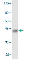 Anti-WWP1 Mouse Monoclonal Antibody [clone: 2B7]