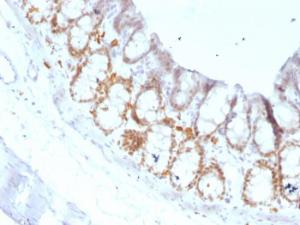 Immunohistochemical analysis of formalin-fixed, paraffin-embedded rat colon using Anti-FOXA1 Antibody [FOXA1/1519]