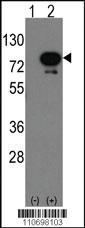 Anti-DEAF1 Rabbit Polyclonal Antibody