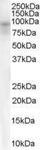 Antibody anti-DPP10 100 µg