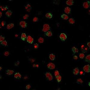 Immunofluorescent analysis of U937 cells stained with Anti-CD15 Antibody [SPM490] followed by Goat Anti-Mouse IgG (CF&#174; 488) (Green). Nuclei are stained with RedDot.