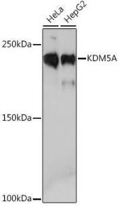 Western blot analysis of extracts of various cell lines, using Anti-KDM5A/Jarid1A/RBBP2 Antibody [ARC1120] (A306168) at 1:1,000 dilution The secondary antibody was Goat Anti-Rabbit IgG H&L Antibody (HRP) at 1:10,000 dilution Lysates/proteins were present at 25 µg per lane