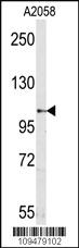 Anti-SEMA5A Rabbit Polyclonal Antibody