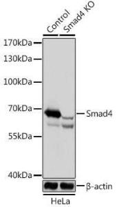 Western blot analysis of extracts from normal (control) and Smad4 knockout (KO) HeLa cells, using Anti-Smad4 Antibody (A92998) at 1:1,000 dilution. The secondary antibody was Goat Anti-Rabbit IgG H&L Antibody (HRP) at 1:10,000 dilution.