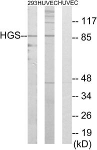 Western blot analysis of lysates from 293 and HUVEC cells using Anti-HGS Antibody. The right hand lane represents a negative control, where the antibody is blocked by the immunising peptide