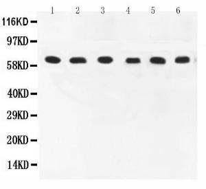 Anti-COX1/Cyclooxygenase 1 Polyclonal Antibody