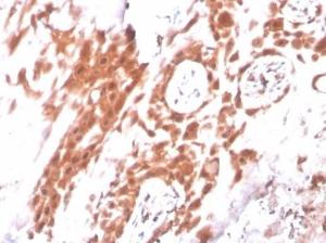 Immunohistochemical analysis of formalin-fixed, paraffin-embedded human placenta using Anti-IDO2 Antibody [IDO2/2640] at 2µg/ml in PBS for 30 minutes at room temperature