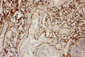 Anti-ICAM-1 Polyclonal Antibody