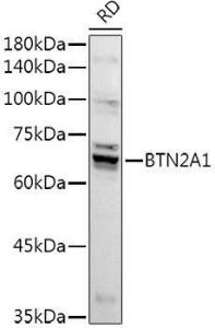 Antibody anti-BTN2A1 100 µl