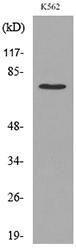 Antibody anti-P73 acetyl LYS321 100 µg