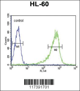 Anti-PLCB1 Rabbit Polyclonal Antibody