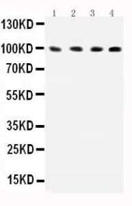 Anti-ICAM-1 Polyclonal Antibody