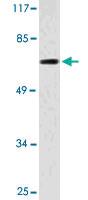 Anti-CDC7 Rabbit Polyclonal Antibody