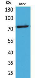 Antibody anti-P73 acetyl LYS321 100 µg