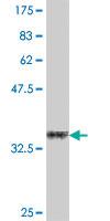 Anti-TNFSF8 Mouse Polyclonal Antibody