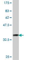 Anti-MAML2 Mouse Polyclonal Antibody