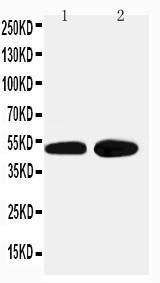 Anti-alpha 2a Adrenergic Receptor Rabbit Antibody