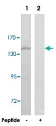 Anti-RGAG1 Rabbit Polyclonal Antibody