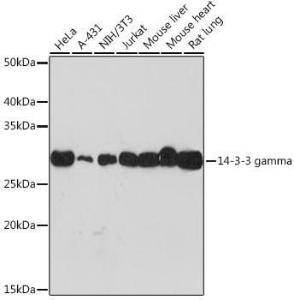 Western blot analysis of extracts of various cell lines, using Anti-14-3-3 gamma/YWHAG Antibody [ARC1457] (A309079) at 1:1,000 dilution