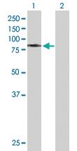 Anti-HSPA9 Mouse Polyclonal Antibody