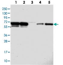 Anti-PSPC1 Rabbit Polyclonal Antibody