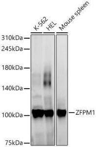 Anti-FOG1 Rabbit Polyclonal Antibody