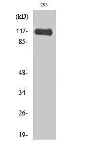 Western blot analysis of various cells using Anti-HGS Antibody