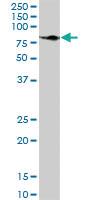 Anti-HSPA9 Mouse Polyclonal Antibody