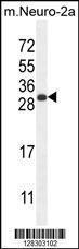 Anti-BHLHA15 Rabbit Polyclonal Antibody (PE (Phycoerythrin))