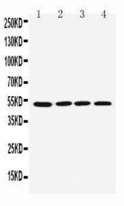 Anti-muscarinic Acetylcholine Receptor 1 Rabbit Antibody