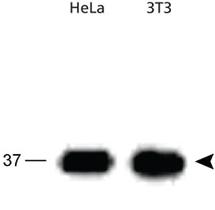 Anti-APEX1 Rabbit Polyclonal Antibody